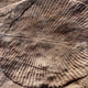Dickinsonia costata, an Ediacaran organism that was wiped out during the first mass extinction. (Image: Verisimilus/Wikimedia Commons)